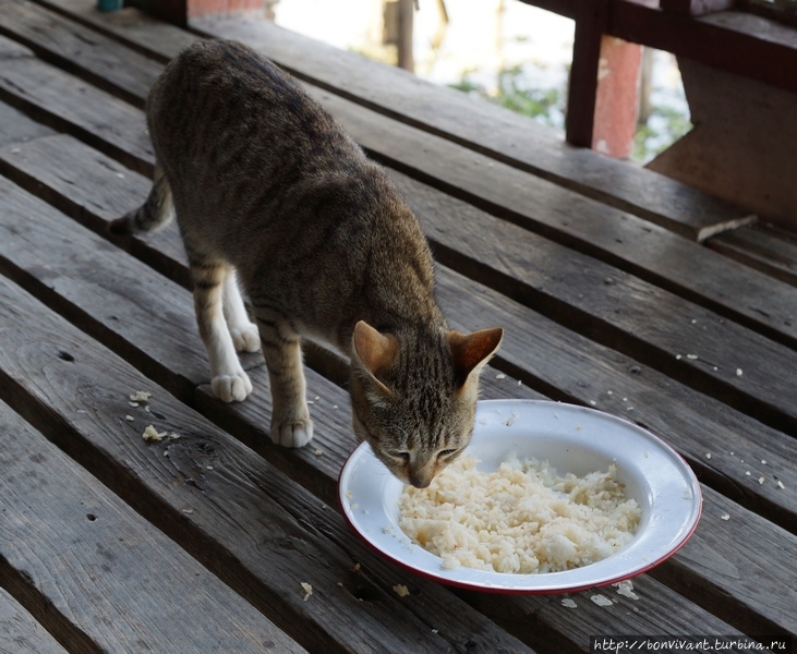 Монастырь прыгающих кошек