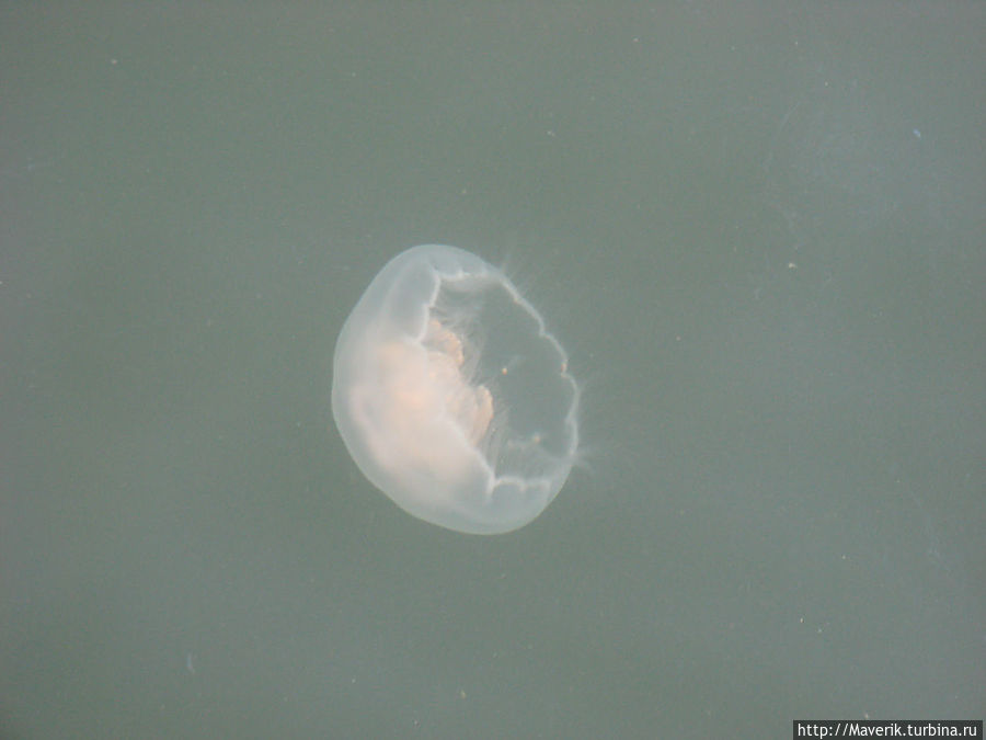 Остров Русский — морская прогулка Русский остров, Россия