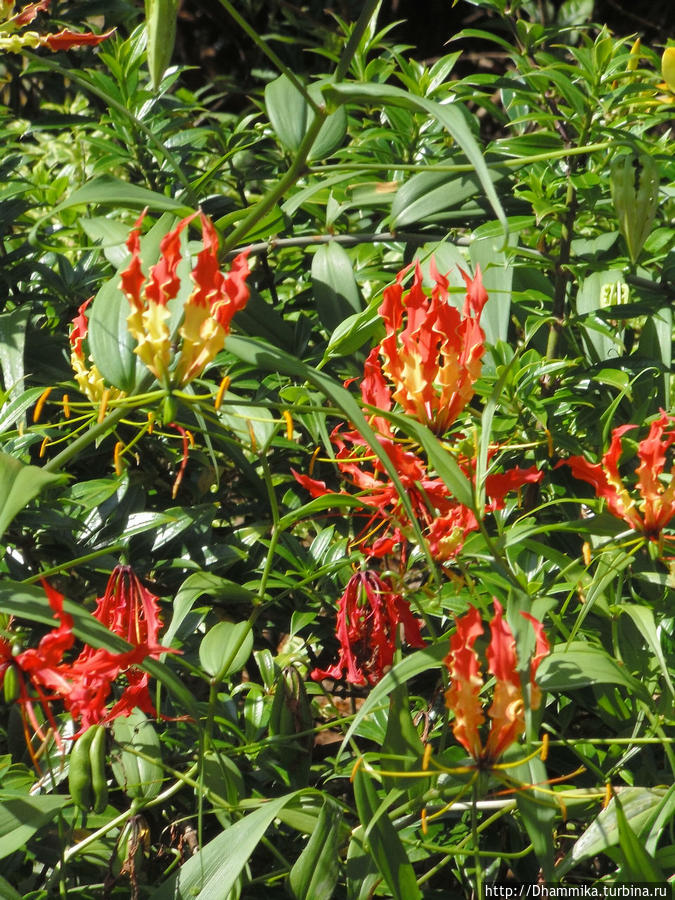 Королевский Ботанический Сад  в Перадении. Перадения, Шри-Ланка