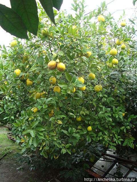 Лимоны. Абхазия