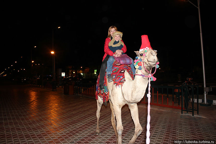 Вечерняя прогулка на верблюде. Шарм-Эль-Шейх, Египет