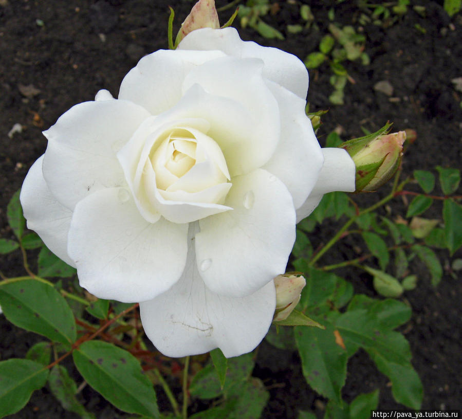 Розы в Долине Роз действительно прекрасны! Кисловодск, Россия