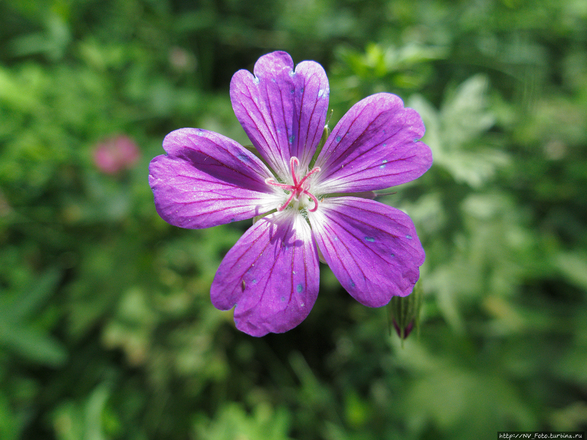 Краски Подмосковья Москва, Россия