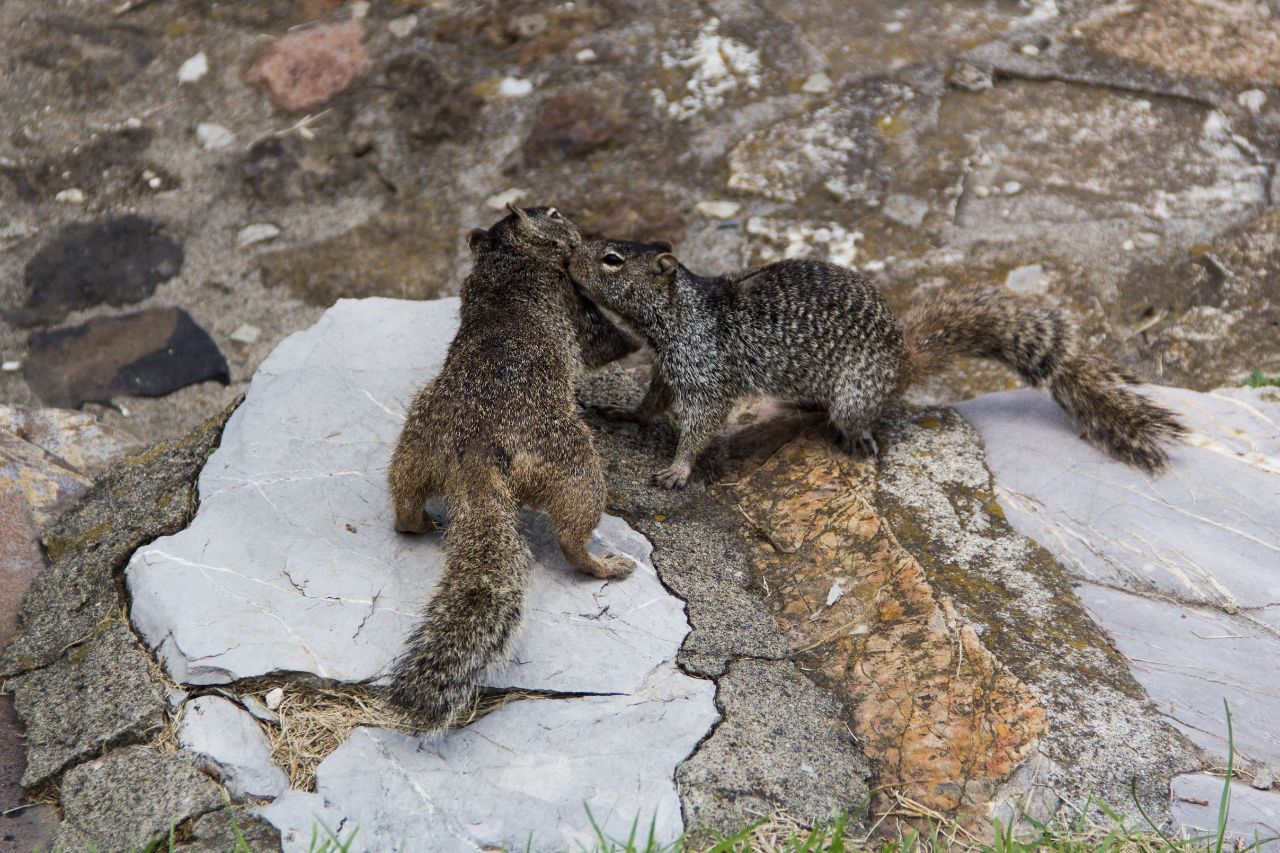 животный мир Мексики Мексика животный мир Мексики Мексика