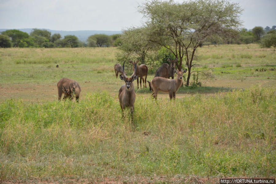 Антилопа Канна Тарангире Национальный Парк, Танзания