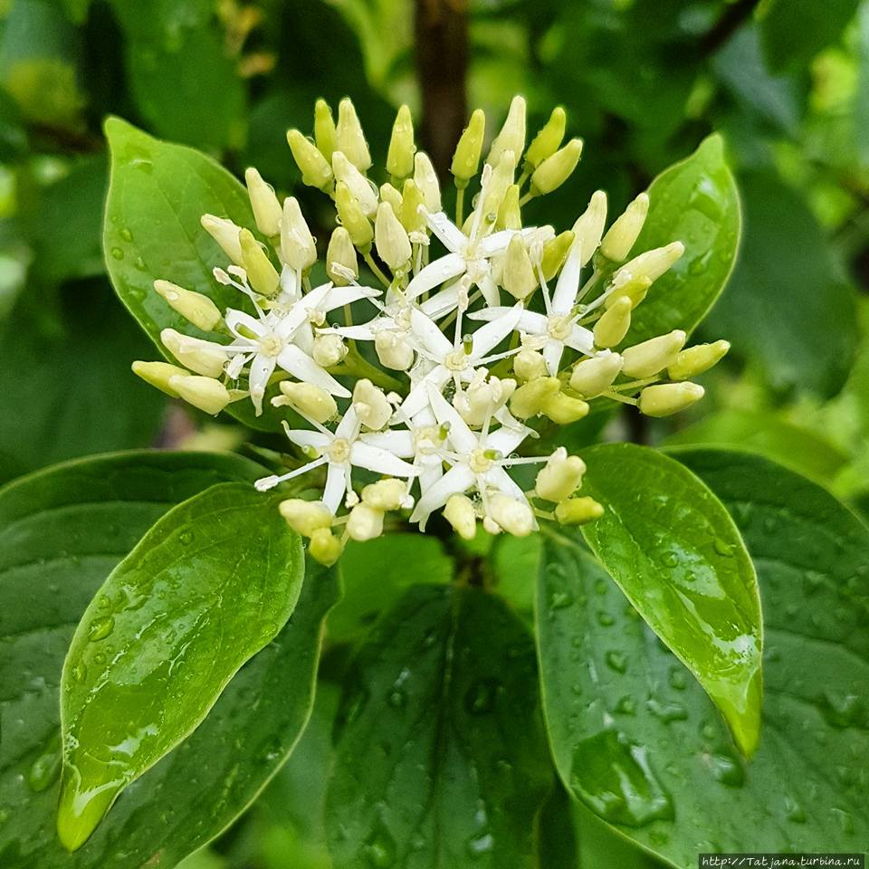 Волшебных капель слов Херлен, Нидерланды