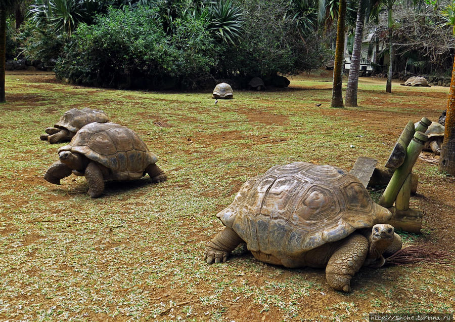 Посетители в вольере могут посидеть не только на разленившихся черепахах, здесь еще есть лавочки... Ля Ваний Резерв де Маскарен (природный парк), Маврикий