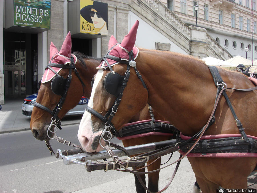 Шапочки защищают лошадей от городского шума Вена, Австрия