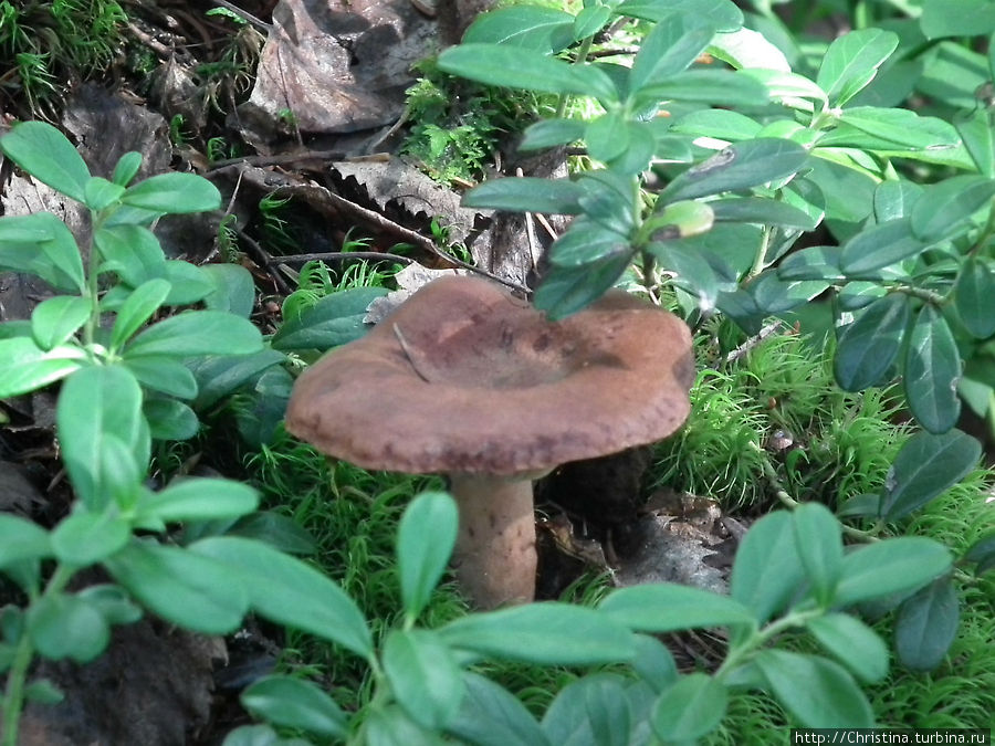 Грибам — место в блоге Ишгль, Австрия
