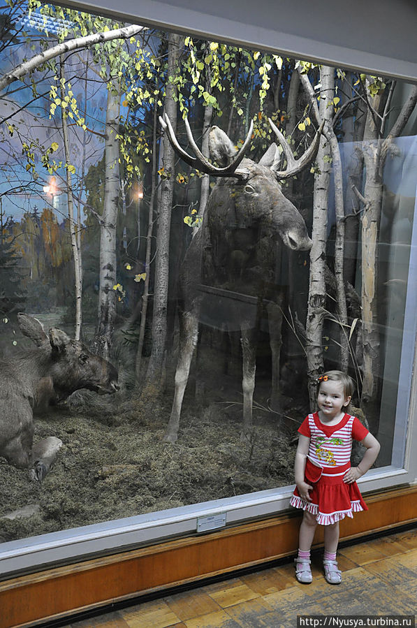 Больше всего Маше понравились лоси. Поэтому главное фото на память о первом визите  в отдел природы на фоне этой витрины