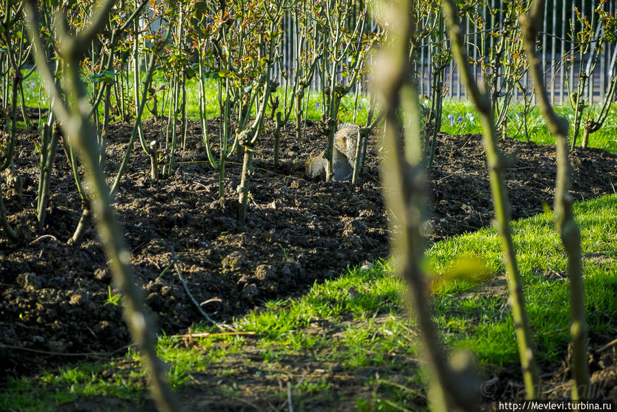 Маленькие обитатели Риджентс-парк Лондон, Великобритания