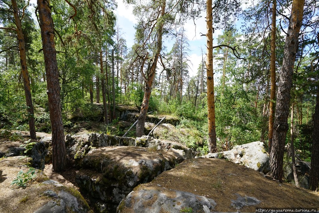 Рачейский бор / Racheisky Bor (Forest)