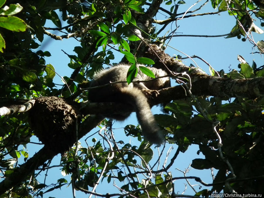 Мадагаскар спасут лемуры