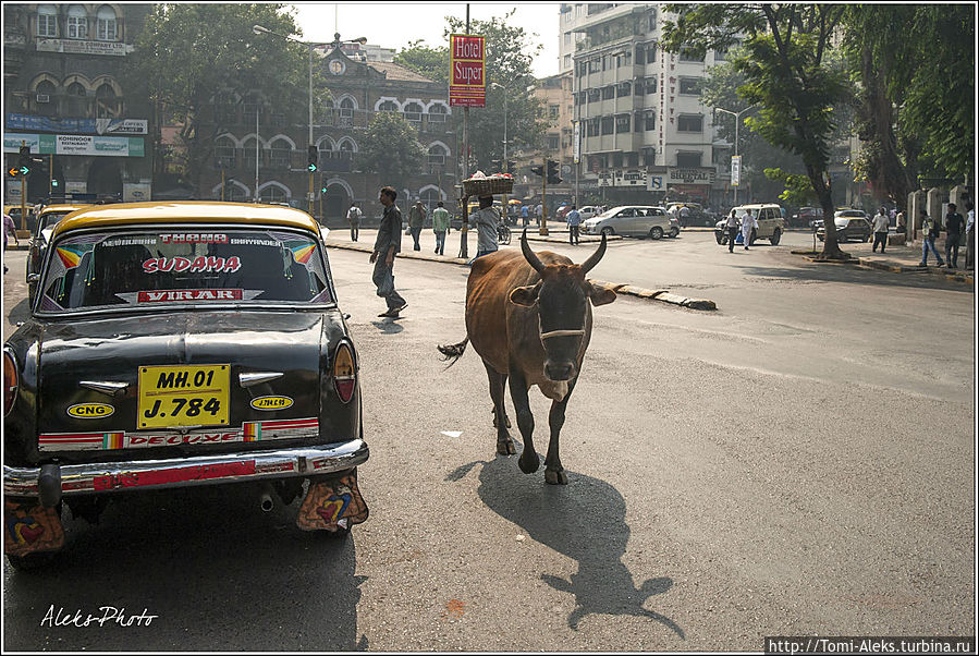 Обожаю такие картины. Где еще увидишь коров, так спокойно разгуливающих по многомиллионному мегаполису...
* Мумбаи, Индия