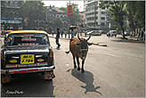 Обожаю такие картины. Где еще увидишь коров, так спокойно разгуливающих по многомиллионному мегаполису...
*