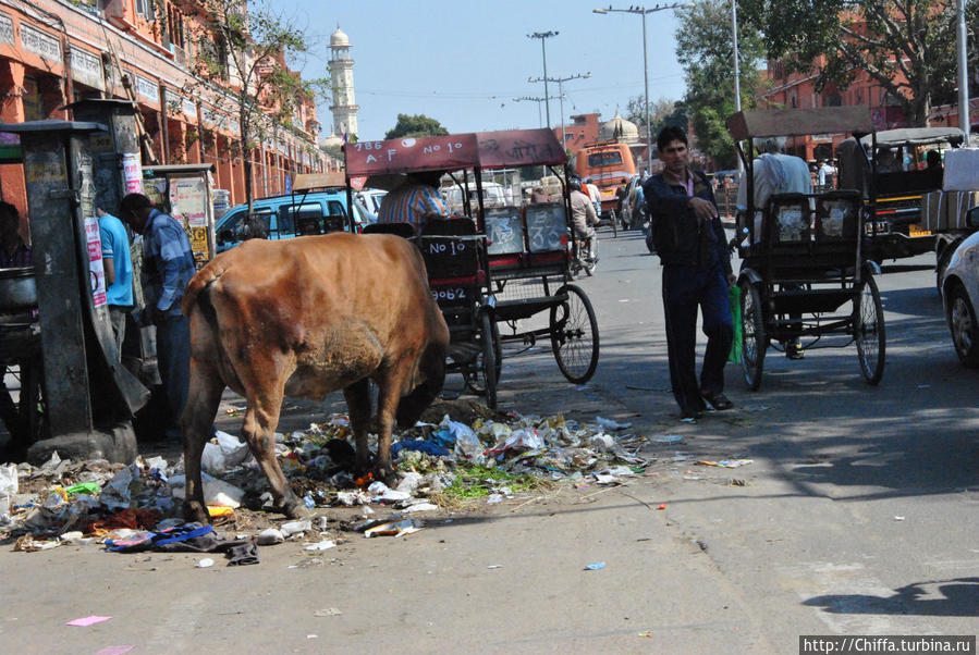 Даже коровы в мусорных кучах Джайпура, кажутся какими-то более культурными. Джайпур, Индия