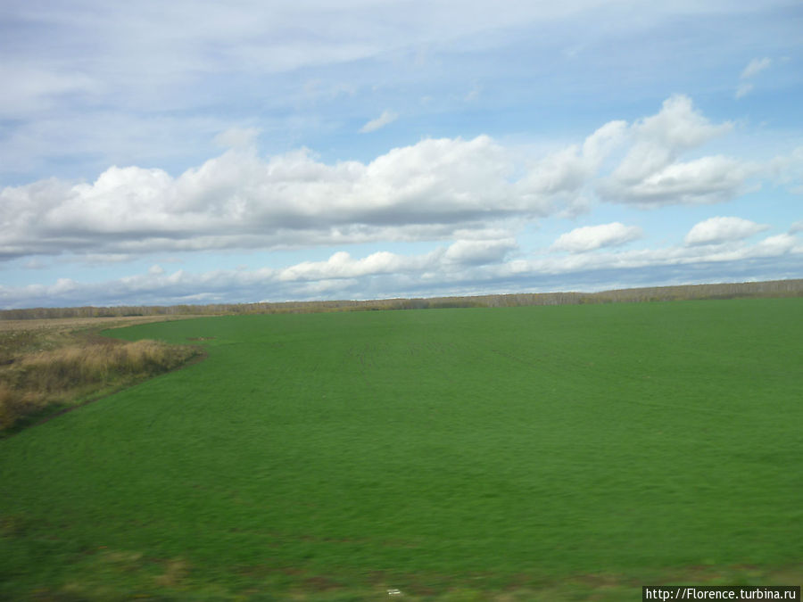 Эта невероятная зелень — подтверждение того, что мы едем на юг Брянск, Россия