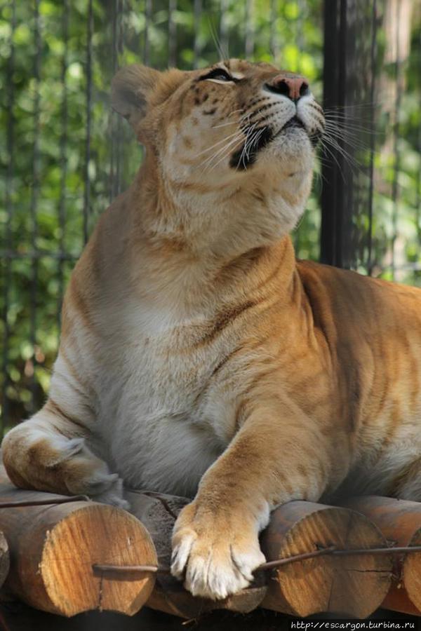Гордая дочь двух царей зверей — лигр
(Новосибирский зоопарк) Россия