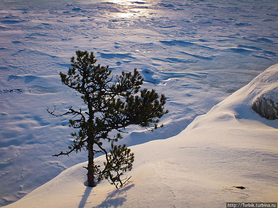 Скалы, сосны, снег и лёд Куркиёки, Россия