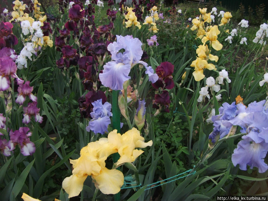 Новости ирисового сада — 2014 (1)