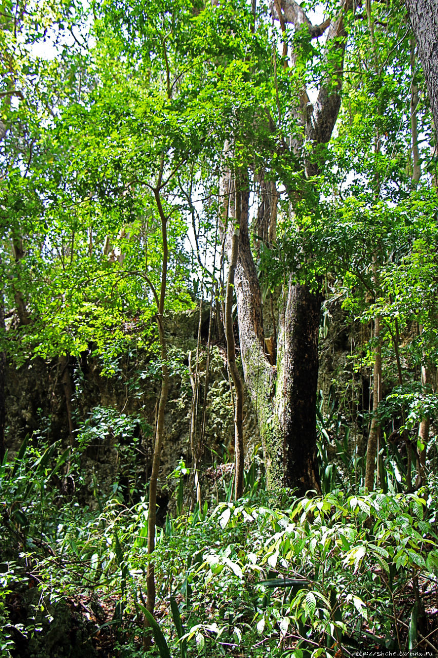 А-а, и зеленый... обезьян Барбадосский природный резерват, Барбадос
