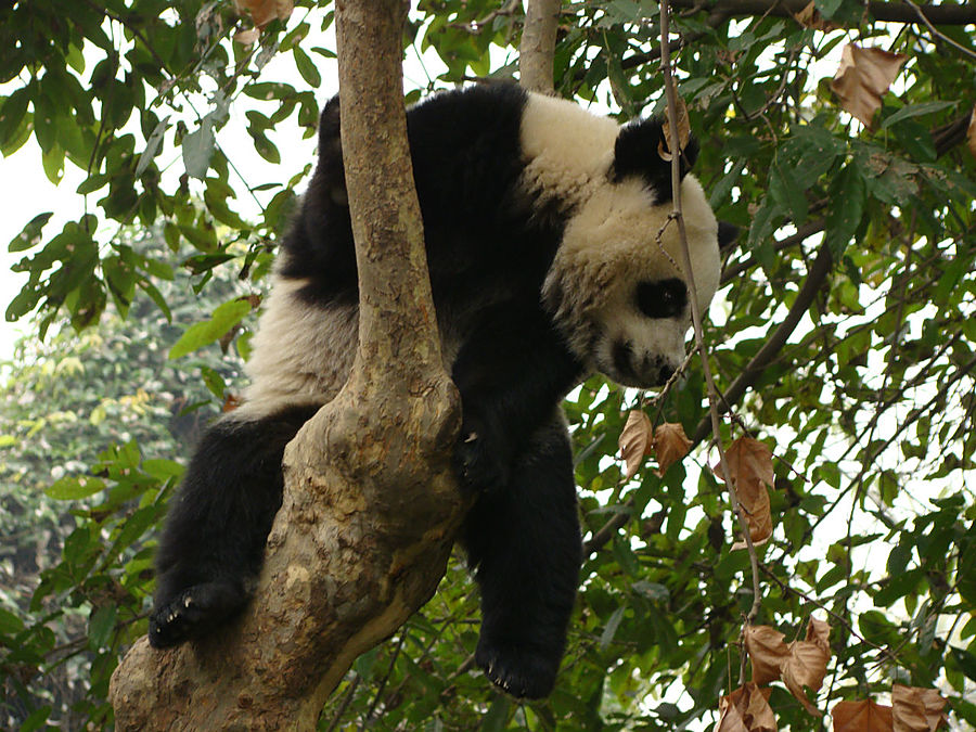 Панда — бамбуковый мишка Чэнду, Китай