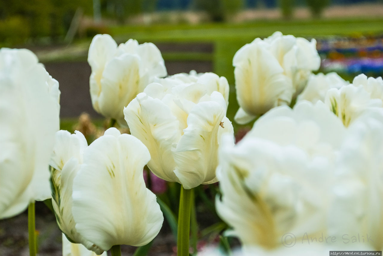 Цветочное чудо Юрмала, Латвия