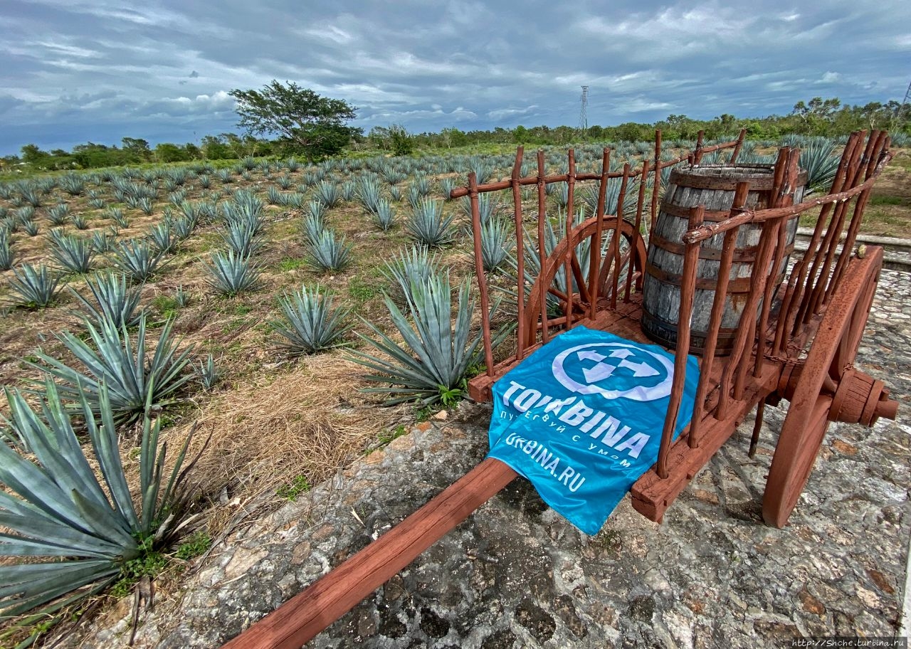 Наглядное производство текилы, дегустация и алкошоппинг Вальядолид, Мексика