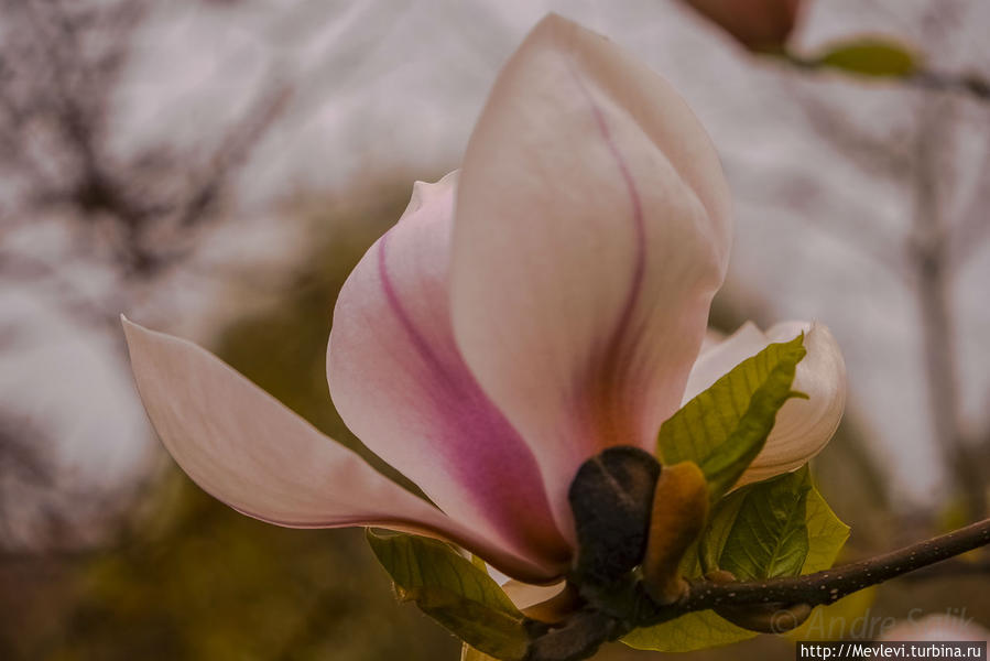 Букинге́мский дворец на рассвете Лондон, Великобритания