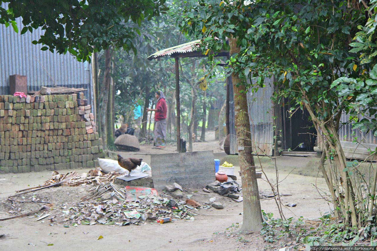 Увидеть тигра и похудеть Сундарбанс Заповедник, Бангладеш