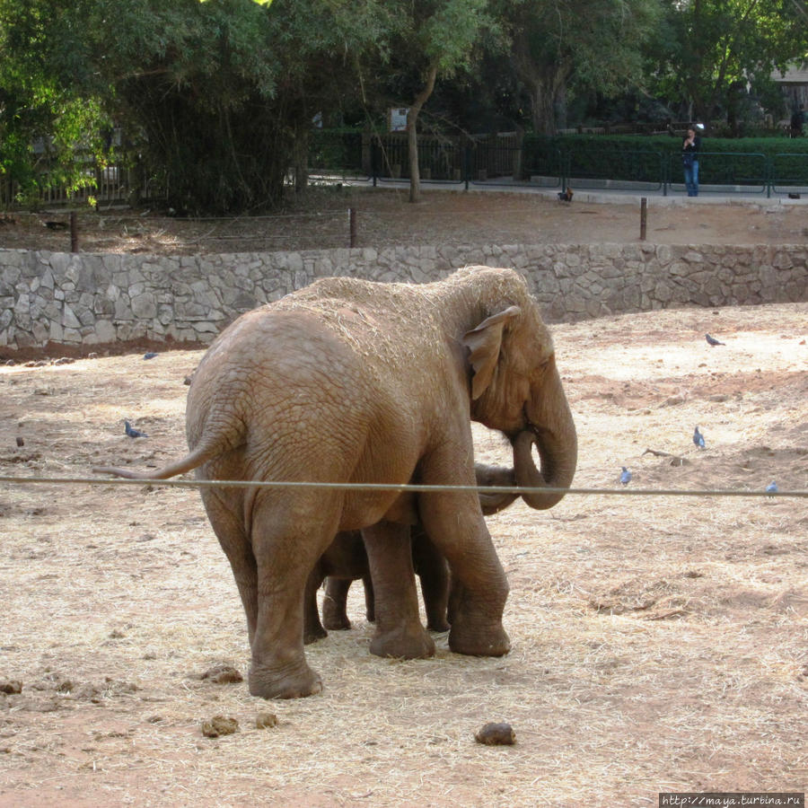 О слоновьем семействе