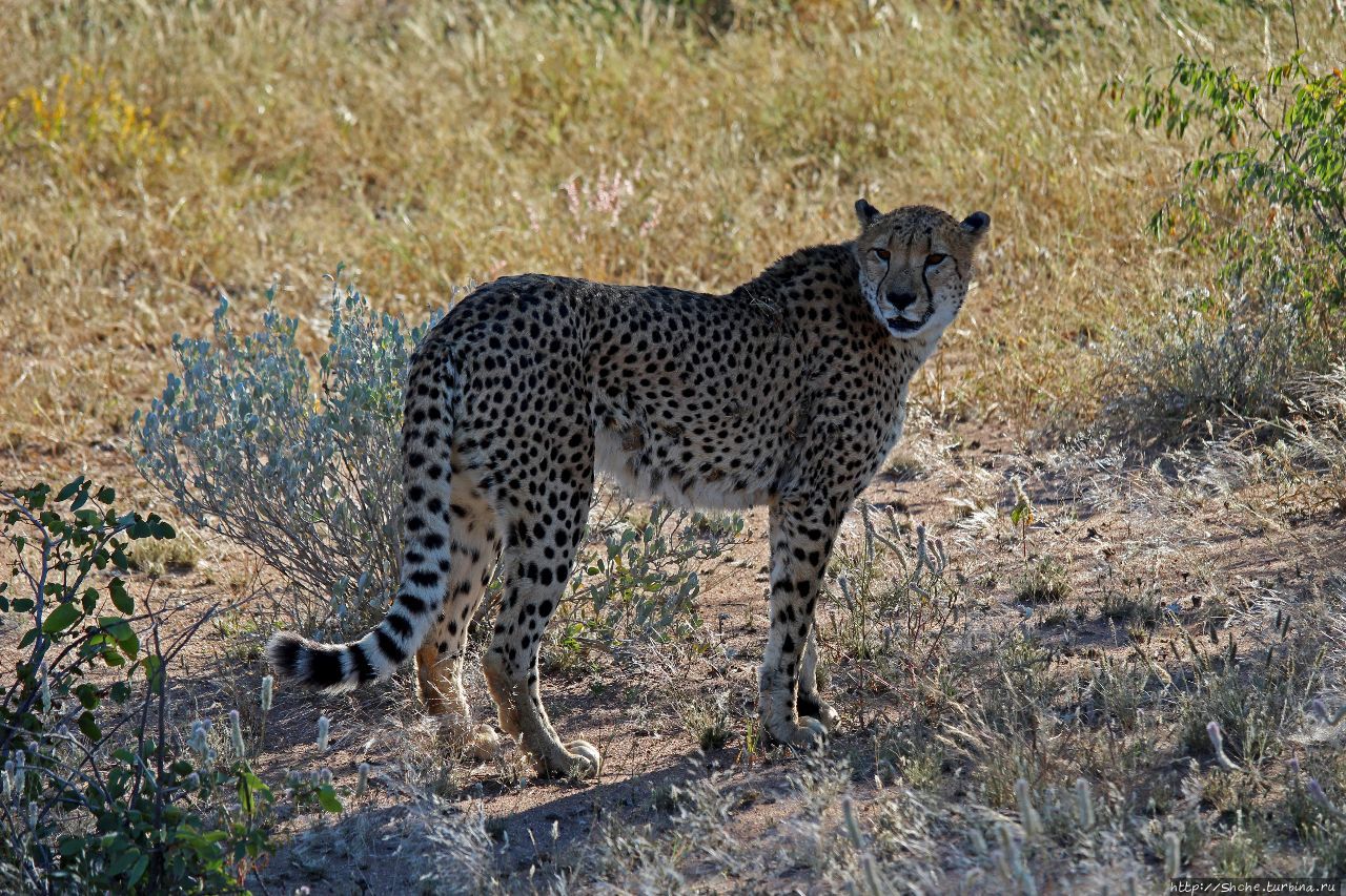 Парк гепардов Оджитотонгве Каманжаб, Намибия
