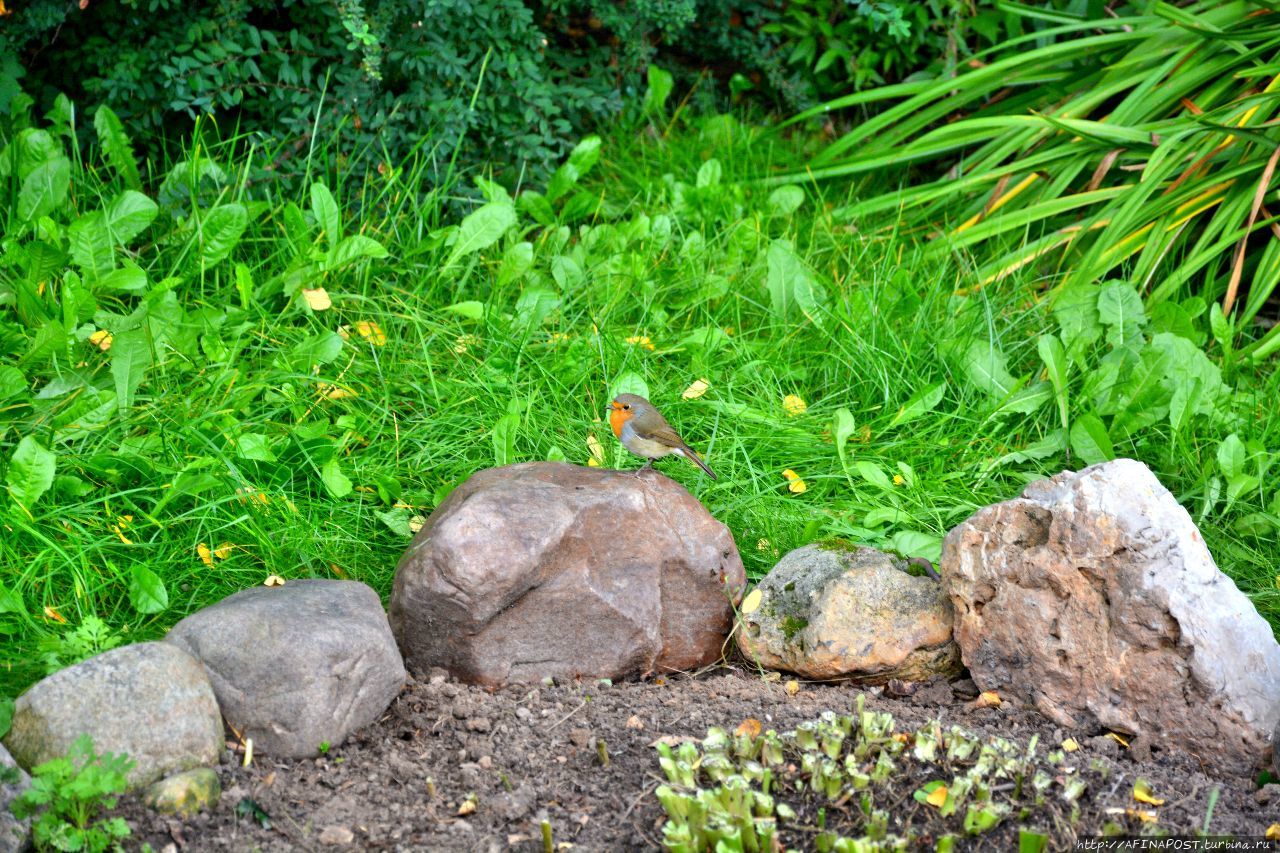 Осень. Зарянка. Родственные души Москва и Московская область, Россия