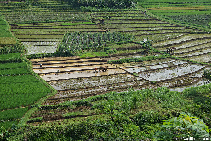 Работа на рисовых плантациях. Ява, Индонезия