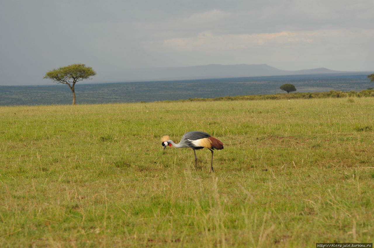 Гепард  позирует Масаи-Мара Национальный Парк, Кения