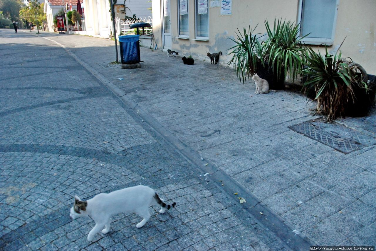 Остров кошек Стамбул, Турция