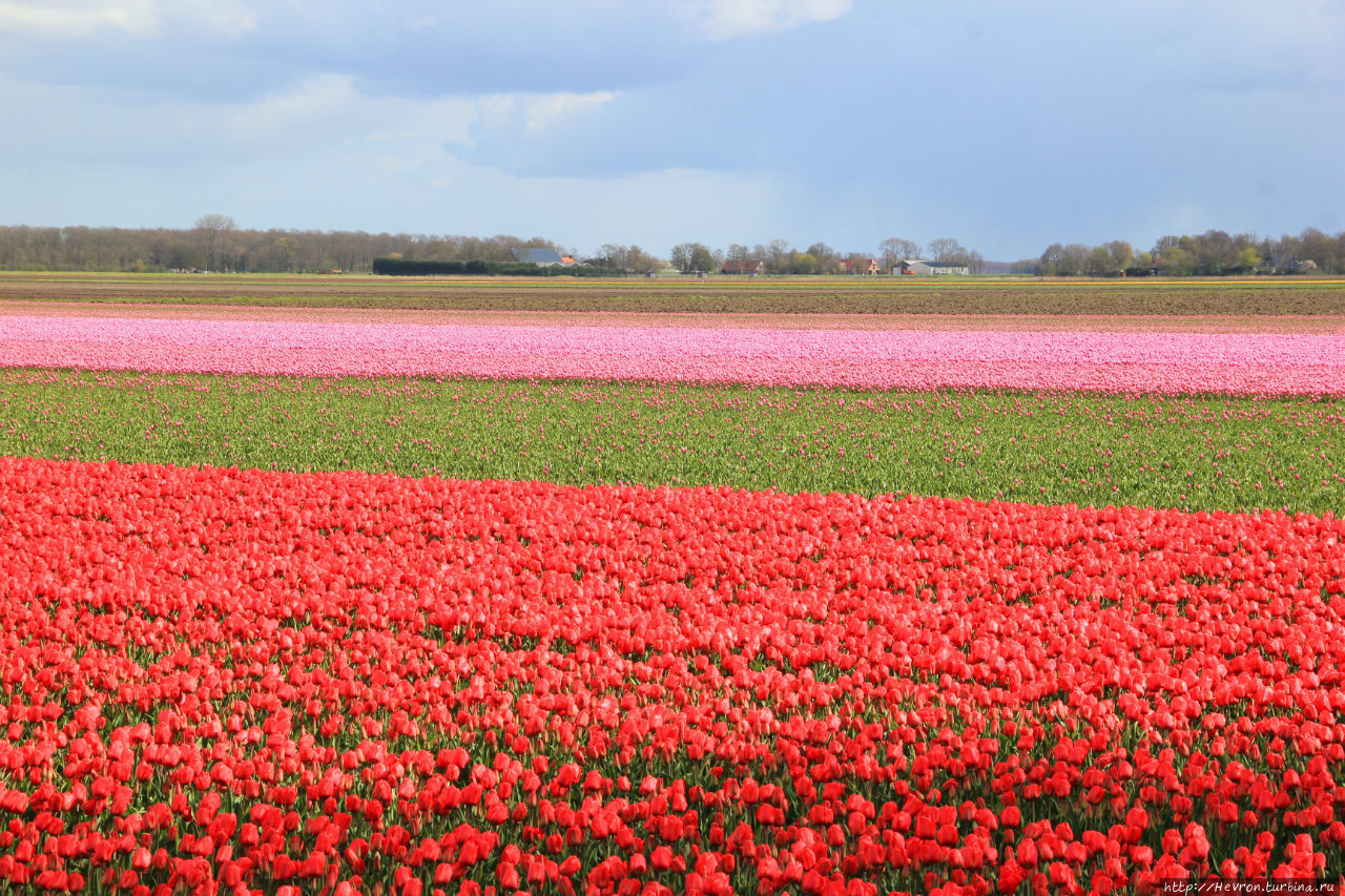Фестиваль тюльпанов Крейл, Нидерланды
