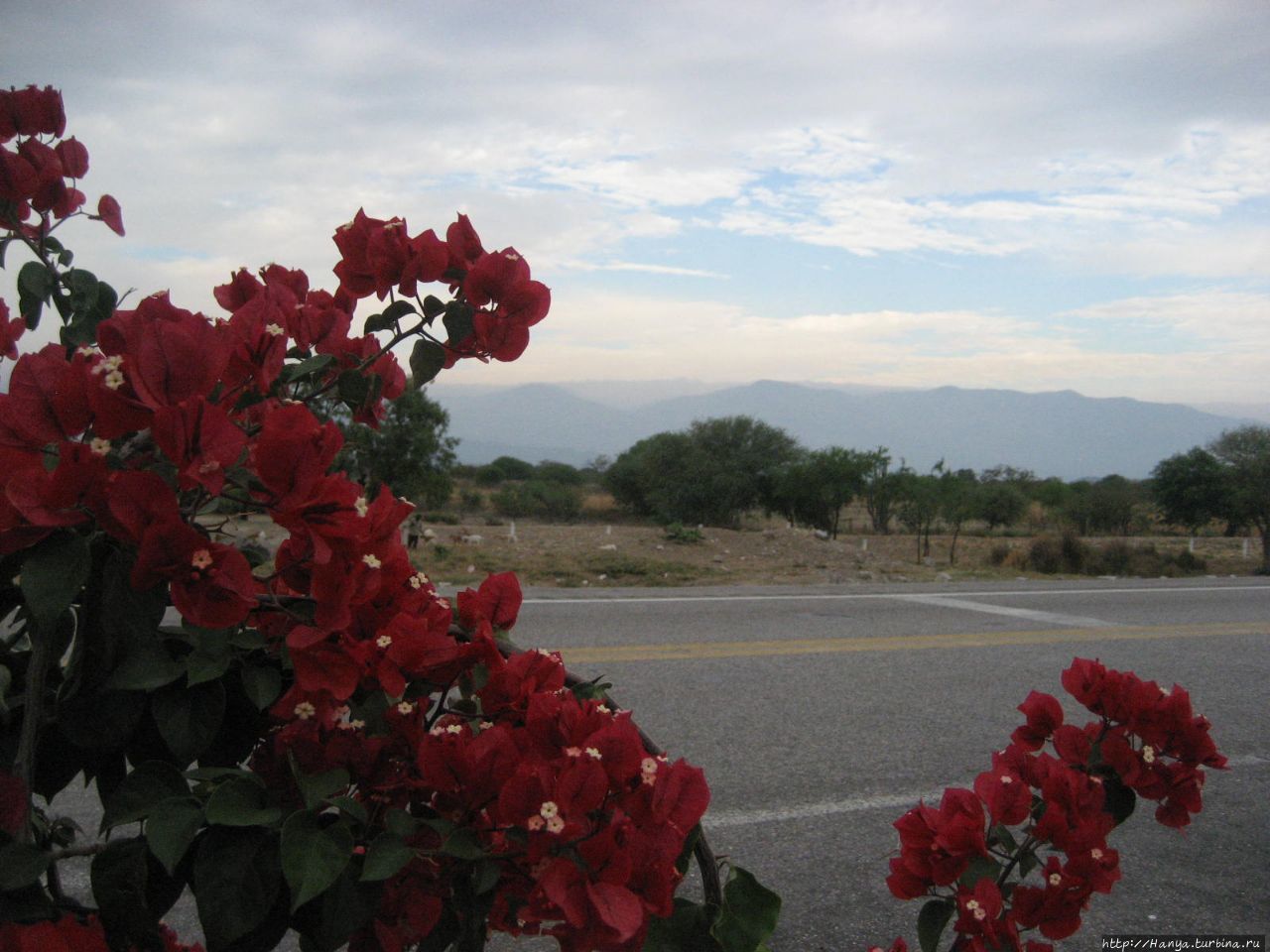 Гигантские кактусы мексиканской пустыни. Ч.49 Мексика