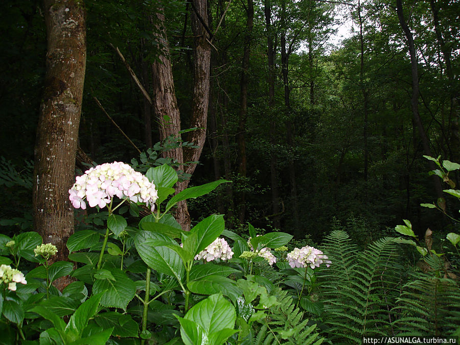 Природа щедро одарила астурийскую землю