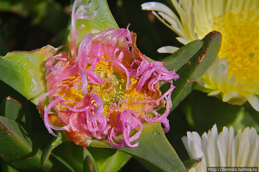 Весенний бранч на нашем дворе Каталония, Испания