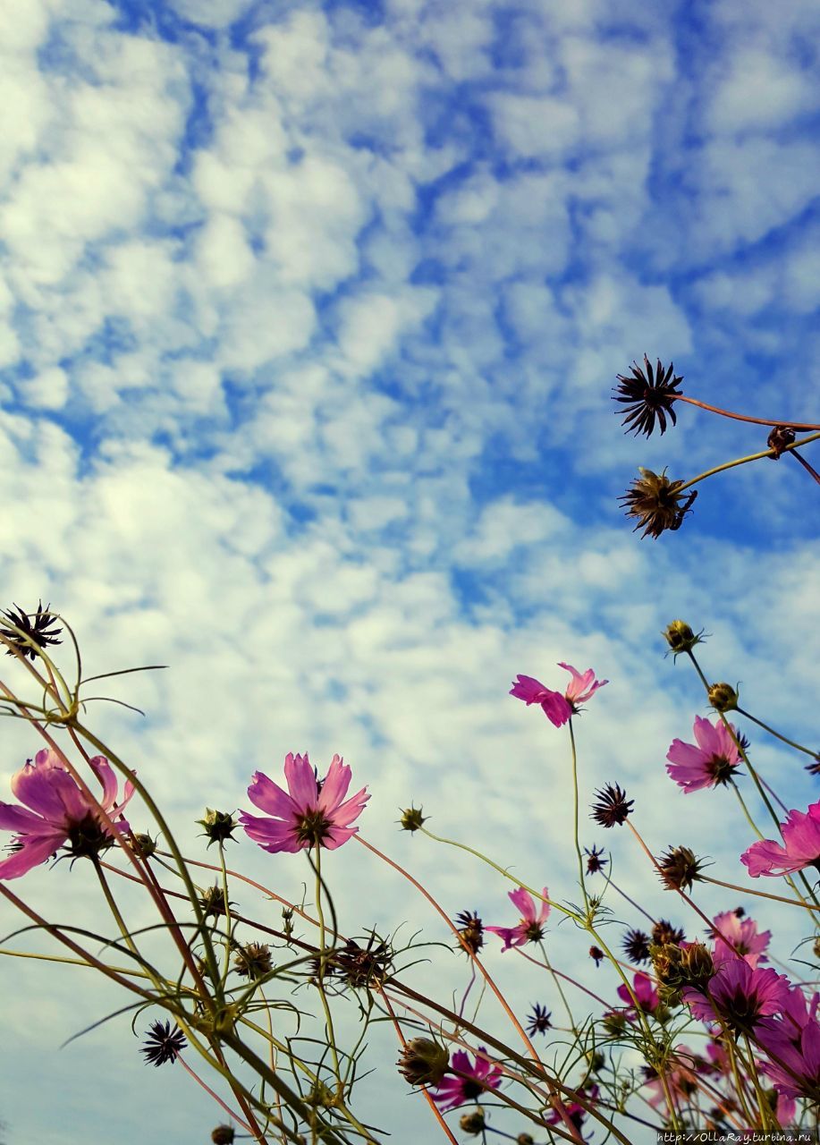 Или вот космея — нежный лёгкий цветок, не требующий особой заботы.