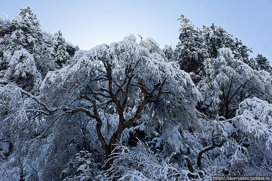 Заснеженный лес