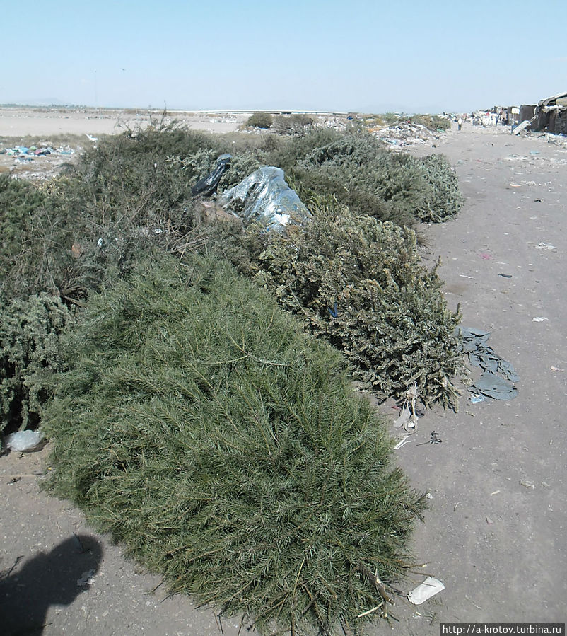 посленовогодние ёлки на свалке