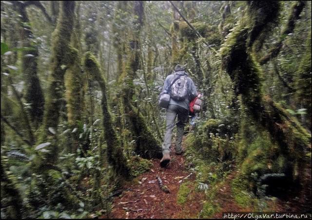 Лесные истории Филиппины