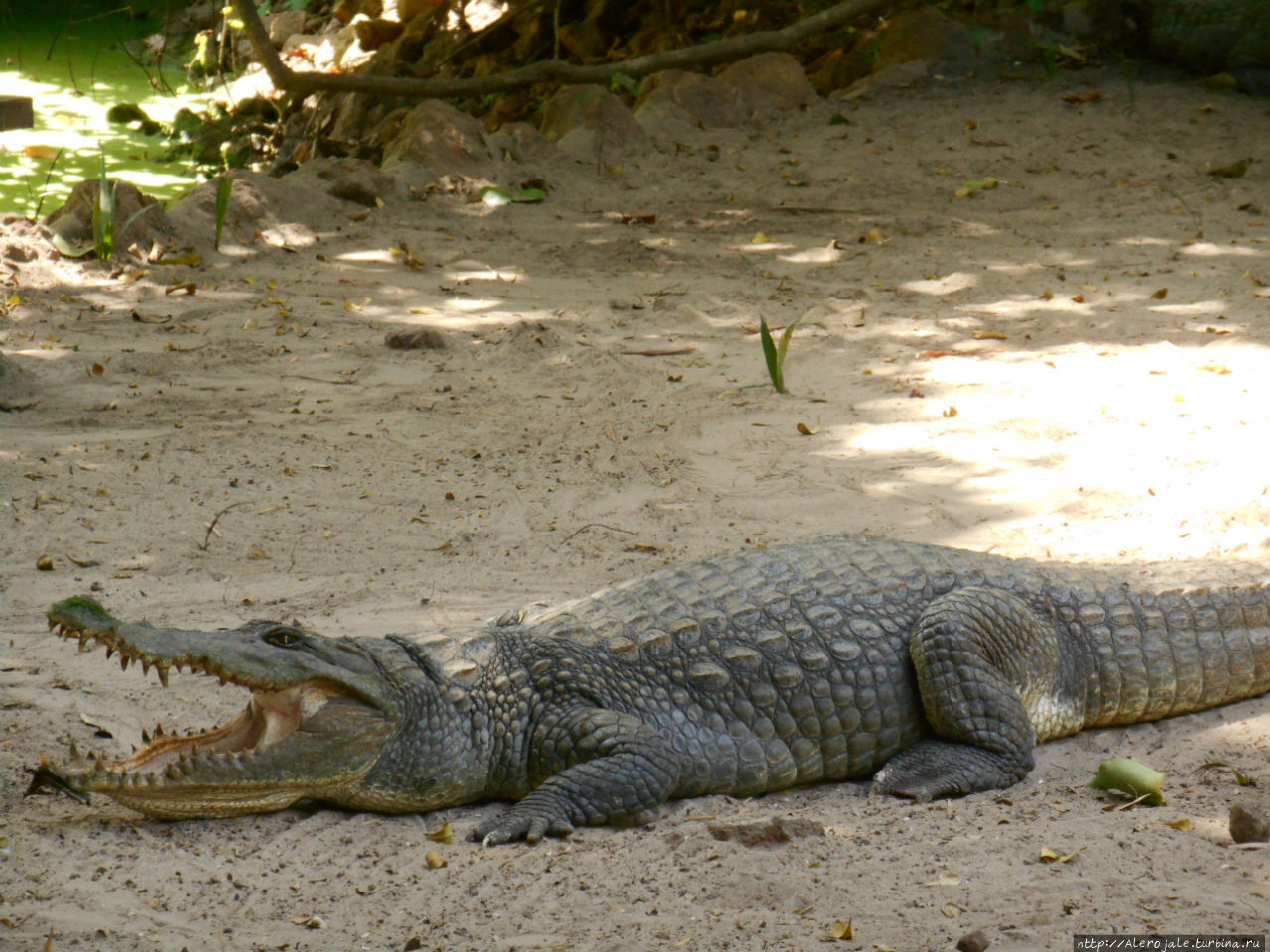 Экскурсии по стране. Ферма крокодилов Катчикалли Гунжур, Гамбия