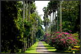 Одна  из  пальмовых  аллей.