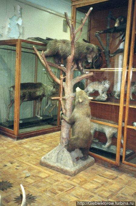 Зоологический музей им. Н.М. Кулагина Москва, Россия