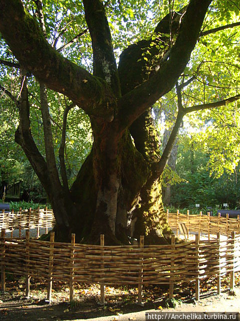 Сухум. Ботанический сад. Патриарх сада-кавказская липа, 350 лет.