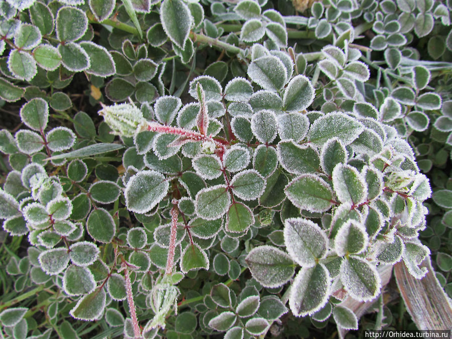 С первым заморозком нас! Харьковская область, Украина