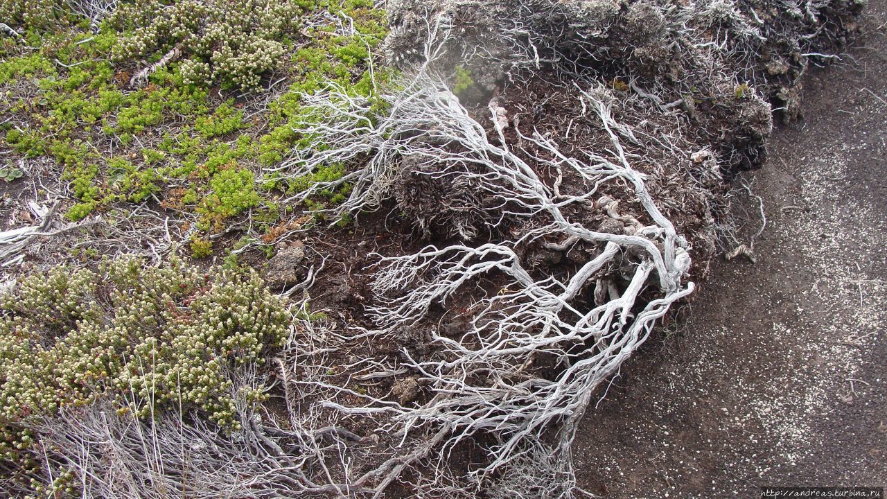 Война и пингвины Фолкленды